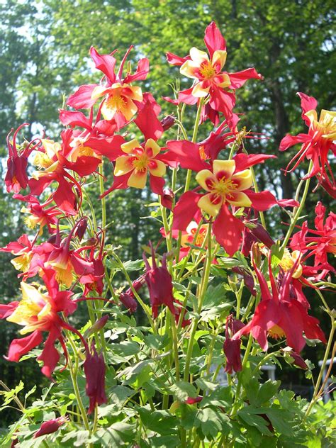 What Are Columbine Plants Columbine Plant Front Landscaping