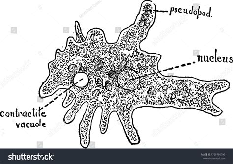 Amoeba Organism Having Pseudopod Nucleus Contractile Stock Vector