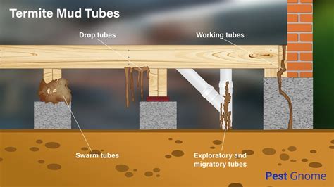 Western Subterranean Termites How To Identify And Get Rid Of Them