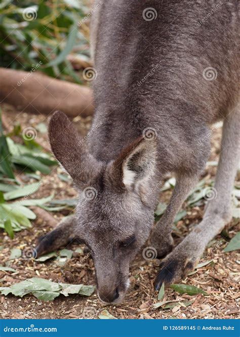 Gentle Eastern Grey Kangaroo Nibbling Grass. Stock Image - Image of grey, unique: 126589145