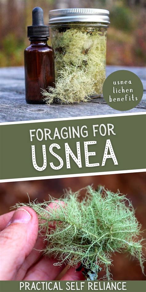 Homemade Usnea Tincture And Usnea Lichen In A Hand Medicinal Wild