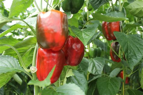 Fraser Valley Bell Peppers | Grown Under Glass Greenhouses