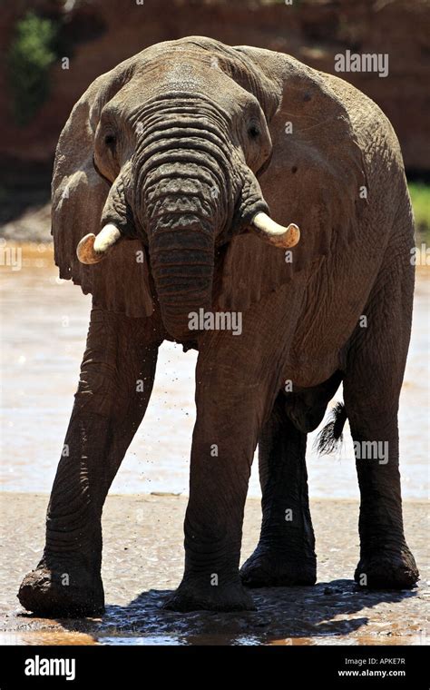 African Elephant Loxodonta Africana Bull At Water Place Drinking Kenya Buffalo Springs