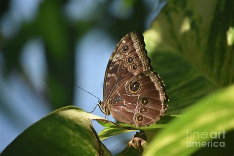 Very Pretty Blue Morpho Butterfly With Wings Closed Photograph By