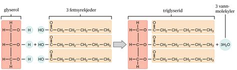 Triglyserider Store Medisinske Leksikon