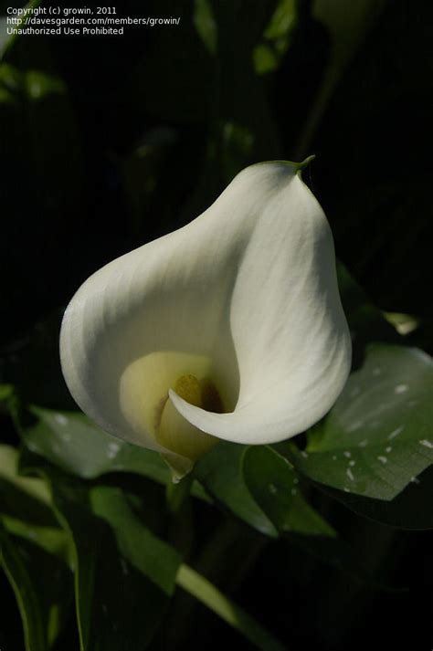 Plantfiles Pictures Zantedeschia Species Spotted Calla Lily White