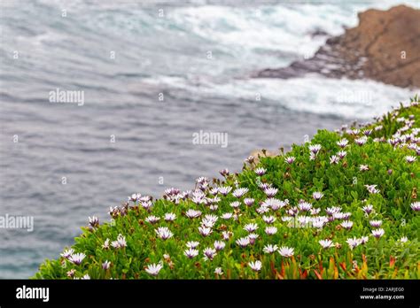 Osteospermum Ecklonis African Daisy Cape Marigold Flowers On The Shore