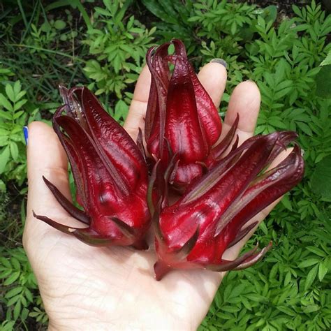 Giant Roselle Seeds Hibiscus Sabdariffa Price 2 75