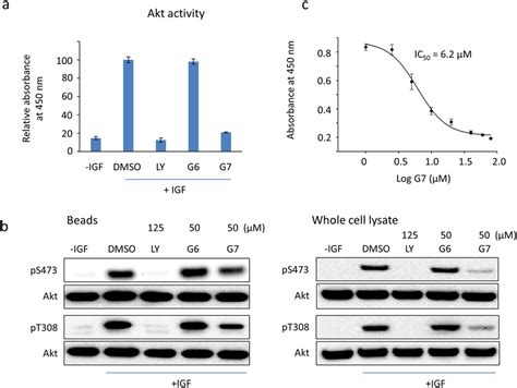 Inhibition Of Akt Activity By G Neuro A Cells Were Incubated With