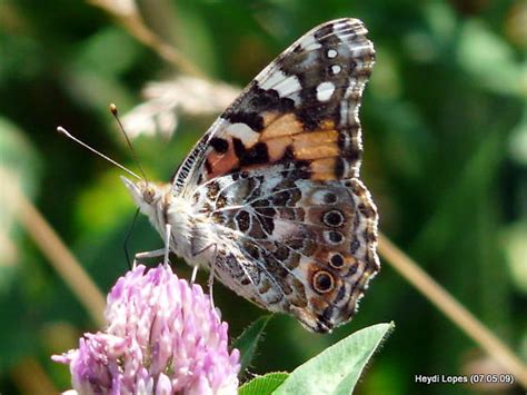 Painted Lady Vanessa Cardui Bugguide