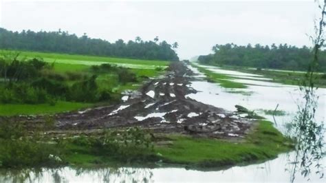 Heavy Rains Threaten Region Rice Crop Guyana Times