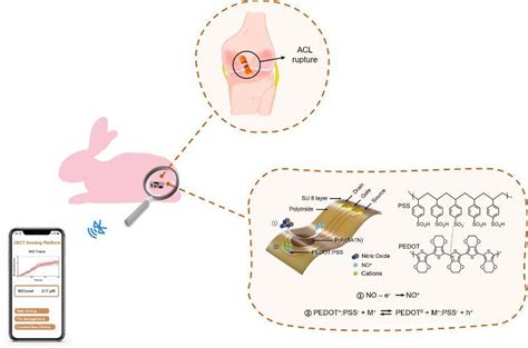 清华大学在生物信号分子一氧化氮体检测方面的应用上取得进展 哔哩哔哩