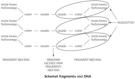 Budowa Dna Jako No Nika Informacji Genetycznej