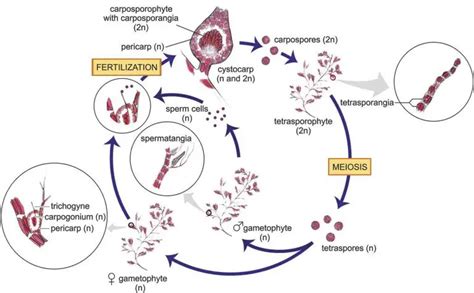 Red Algae Characteristics Structure Reproduction And Examples