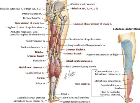 Fibular Peroneal Neuropathy Musculoskeletal Key