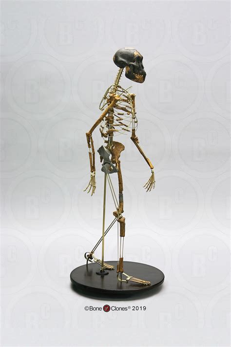 Articulated Walking "Lucy" Skeleton - Bone Clones - Osteological ...