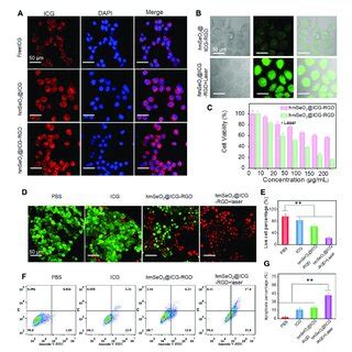 A Clsm Images Of T Cells After Incubation With Free Icg Hmseo