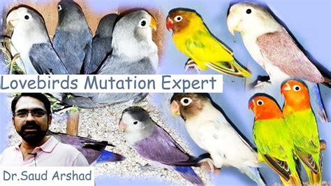 New Lovebirds Mutation Information Part 1 YouTube