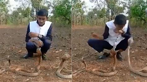 Man Tries To Pull Off A Stunt With Cobras Watch What Happens Next