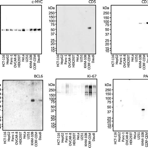 Validation Of Monoclonal Antibodies Mabs By Western Blot Analysis Download Scientific