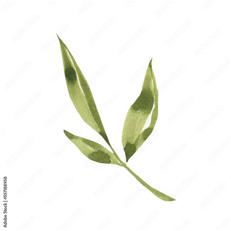 Watercolor green leaf clipart. Stock Illustration | Adobe Stock