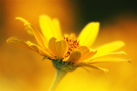 Kostenlose foto Natur blühen Fotografie Wiese Sonnenlicht