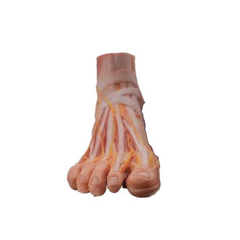 China Anatomical Foot Model Manufacturers Suppliers Factory Buy