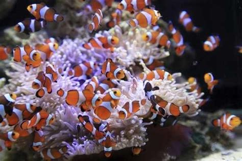 Ocellaris Clownfish Care Size Lifespan Types And More Saltwater