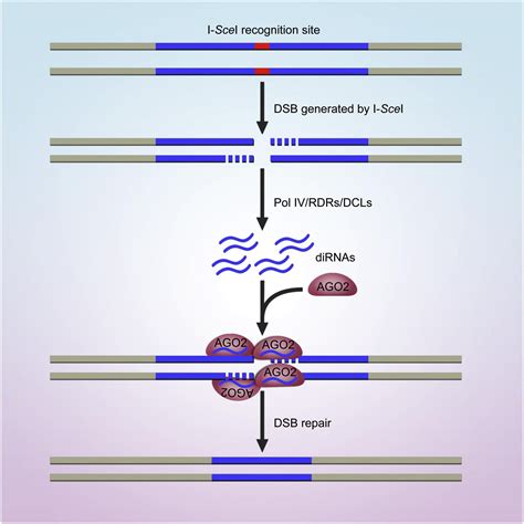 A Role For Small RNAs In DNA Double Strand Break Repair Cell