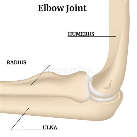 Anatomía De Los Huesos Del Brazo Y Codo Ilustración del Vector