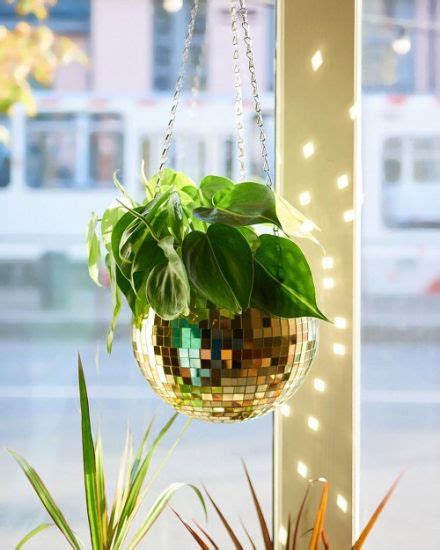 Best Hanging Plants In Front Of Windows Ideas