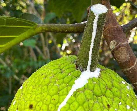 Ulu Breadfruit Facts And Culinary Uses Dengarden