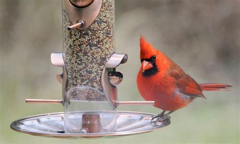 Top 10 Best Bird Feeders for Cardinals Reviewed and Rated in 2024