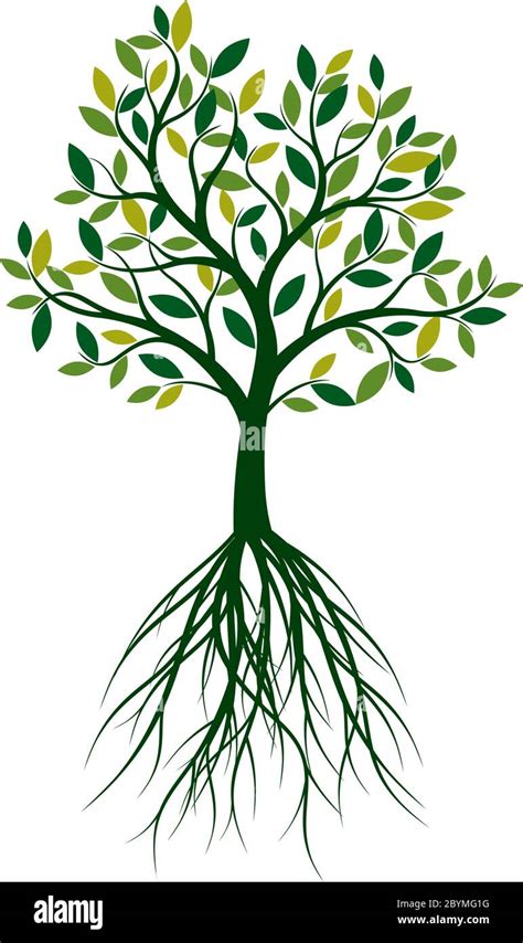 Green Spring Tree With Roots Vector Outline Illustration Plant In