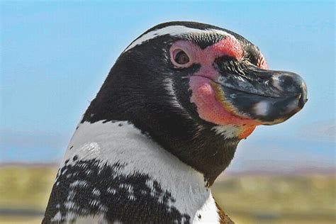 Ppsj Conserve Marine Coastal Ecosystems Of The Humboldt Current