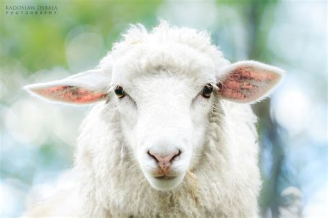 Holy Sheep by Dybcio on DeviantArt