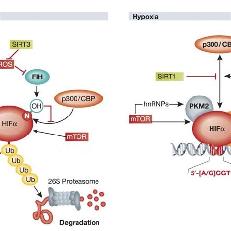 PDF Role Of Hypoxia Inducible Factor 1a In The Regulation Of IL 10