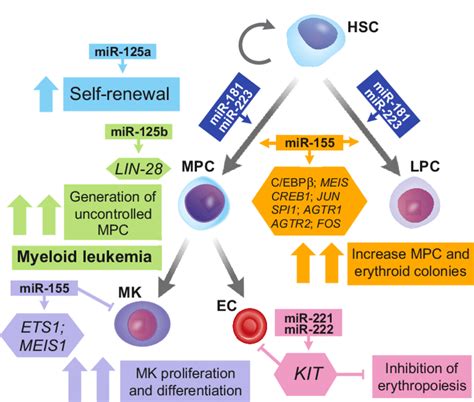 Role Of Mirnas In Hsc Self Renewal And Differentiation The Expression