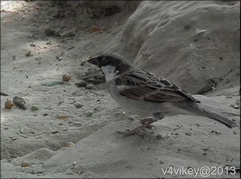 Indian Sparrow Photographs – Photo Trap