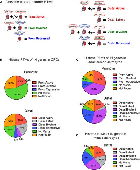 Histone Post Translational Modifications Ptms At Interneuron Genes Download Scientific