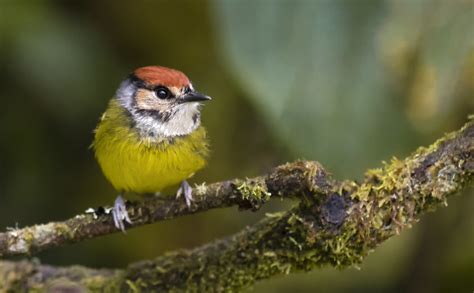 Poecilotriccus Ruficeps Rufous Crowned Tody Flycatcher Flickr