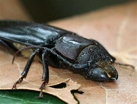 Hardwood Stump Borer Mallodon Dasystomus BugGuide Net