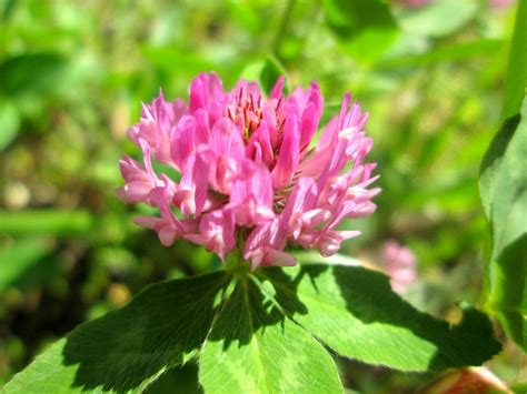 Wiesen Klee Trifolium Pratense In Brebach Free Photos On Creazilla