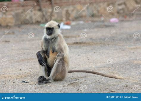 Monkey or Langoor stock photo. Image of india, locality - 153016618