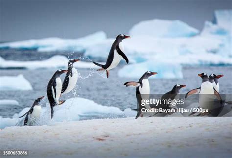 74 Penguins North Pole Stock Photos, High-Res Pictures, and Images ...