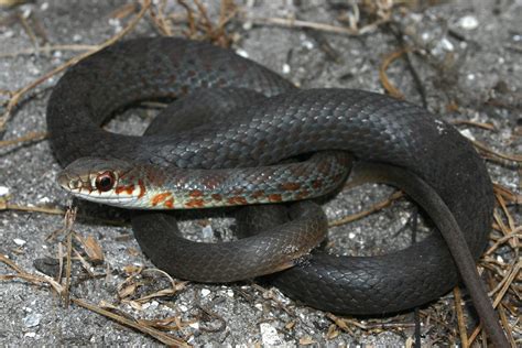 North American Racer Florida Snake Id Guide