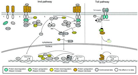 Drosophila Nf κb Pathway A Simplified Schematic Representation The Download Scientific