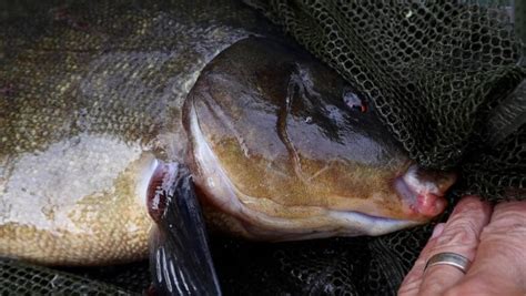 Tench Method Feeder Life On The Bank