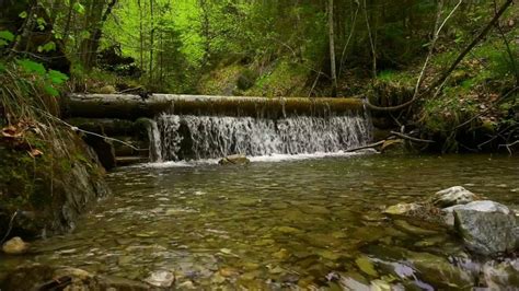 Relaxing nature sounds - calming water sounds in the forest : r ...