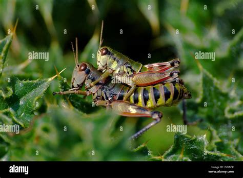 close up of gryllus Stock Photo - Alamy